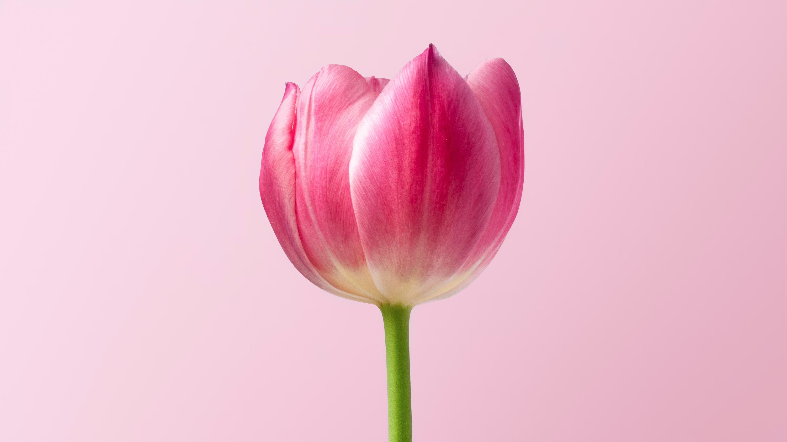 1 Tulip Stem